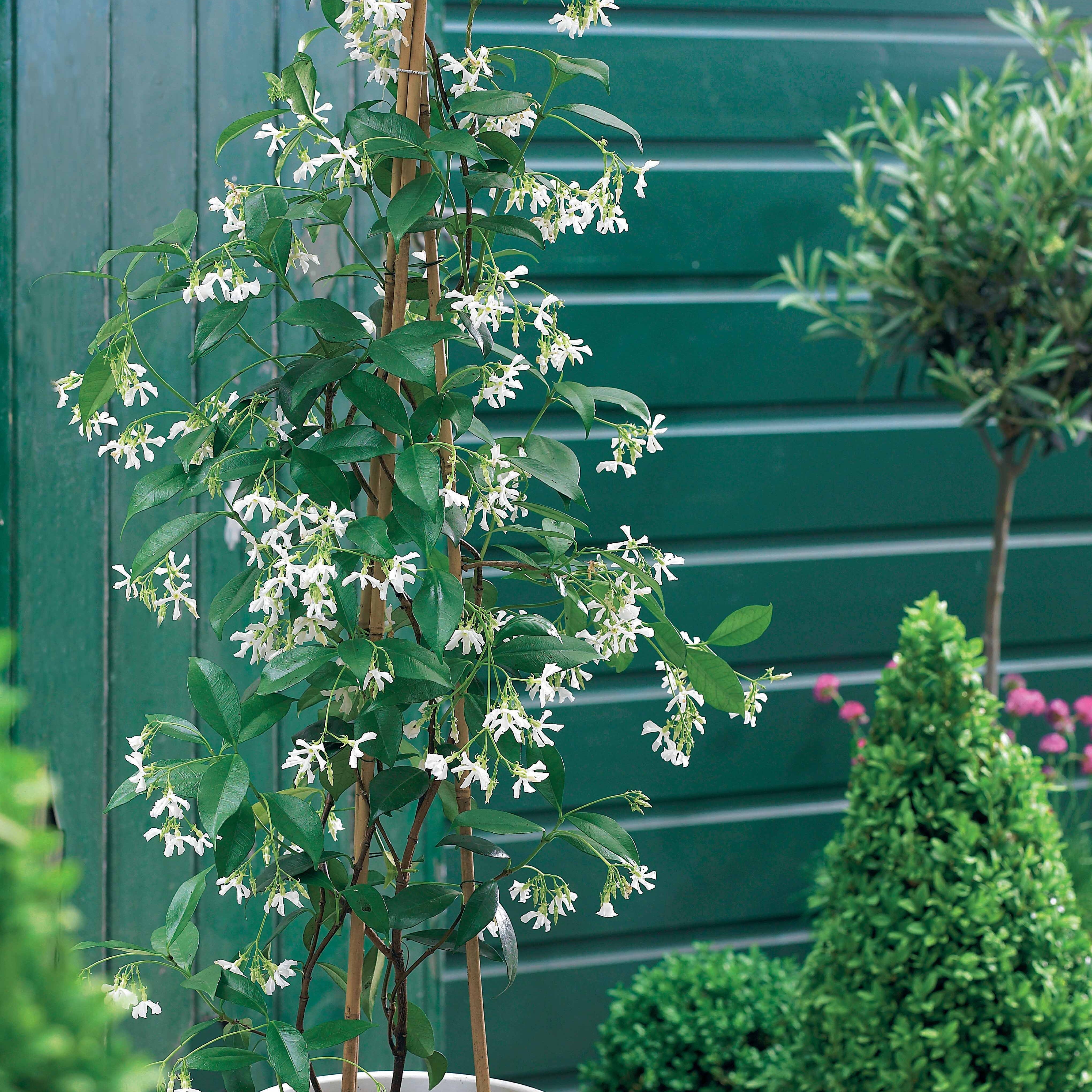 Bakker Trio grimpantes plante jasmin glycine hortensia 3 pots