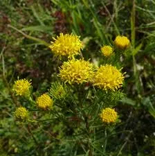 Passion Vivaces Aster linosyris plante vivace godet jaune or
