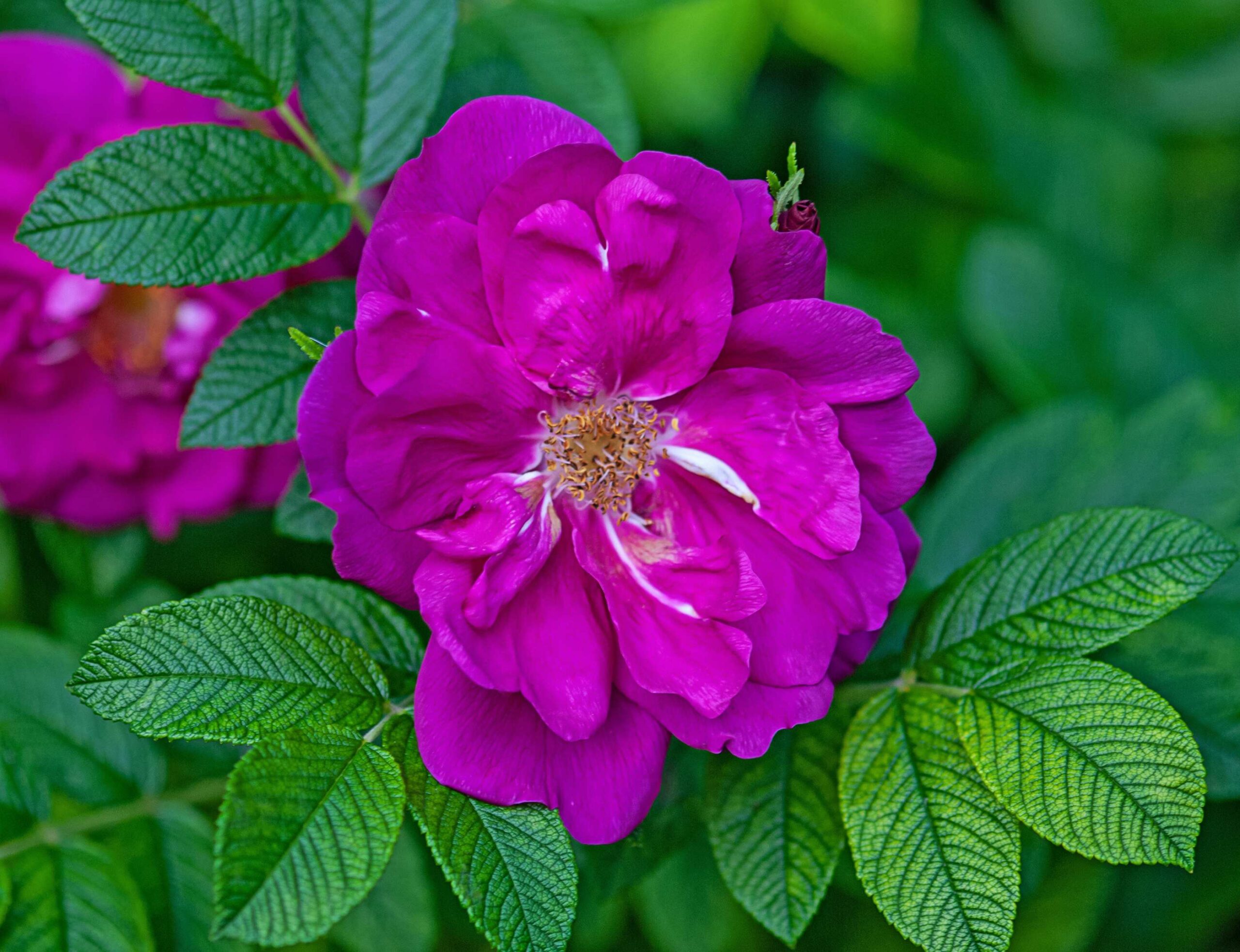 Pépinières Ripoche Rosa rugosa Exception rosier rose pourpre parfumé