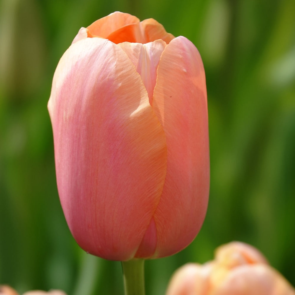 Bakker Menton tulipe rose sachet 7 bulbes 12cm+