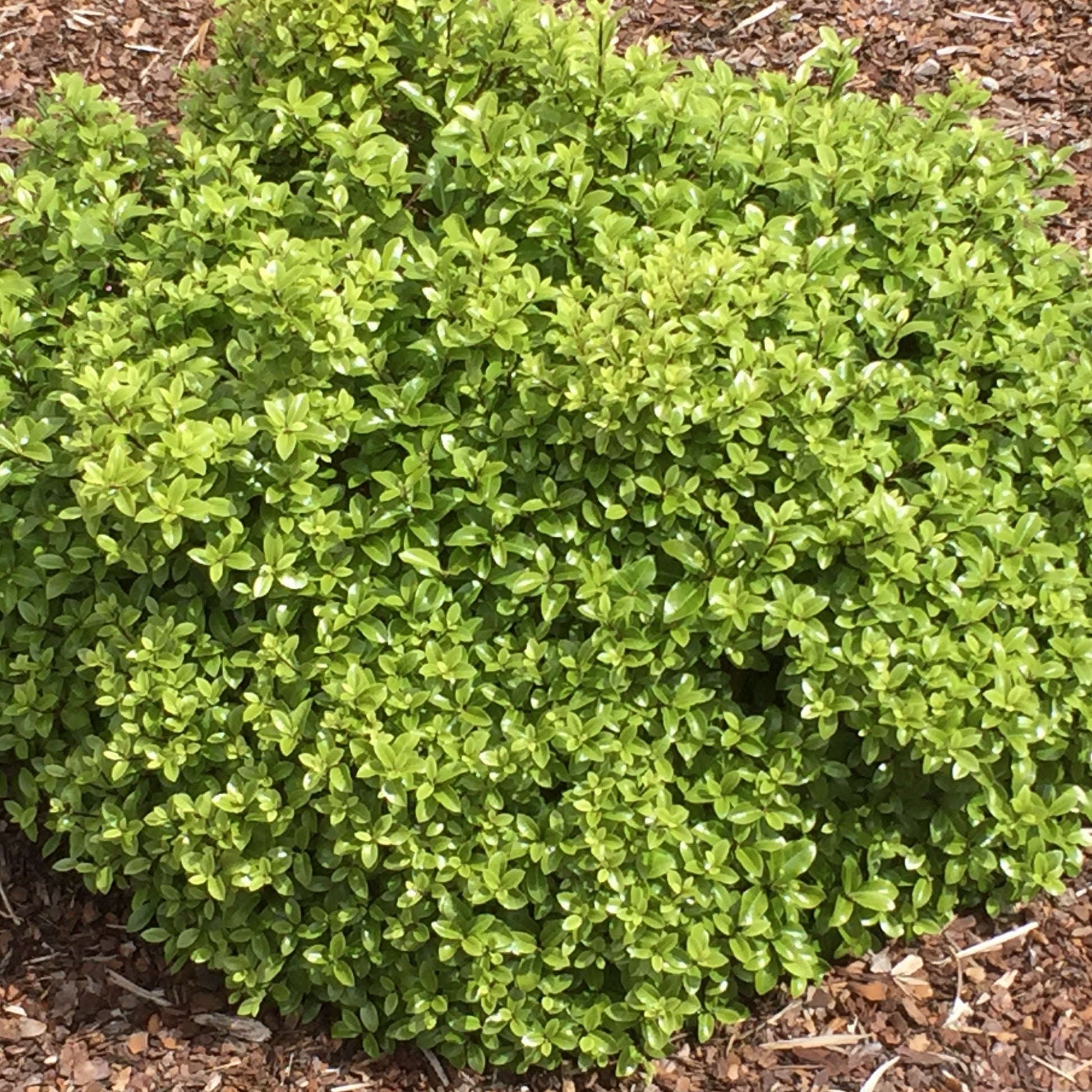 Bakker Golf Ball pittosporum d'extérieur pot 8cm boule verte