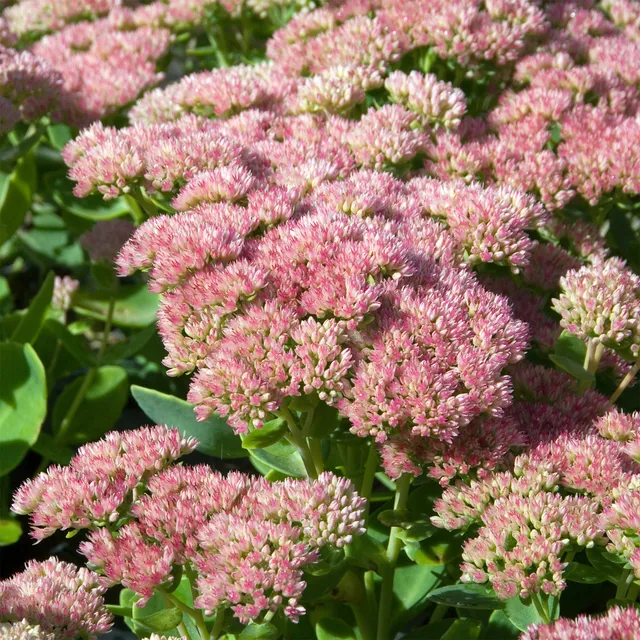 Bakker Sedum Herbstfreude Autumn Joy vivace pot Ø 9cm rose
