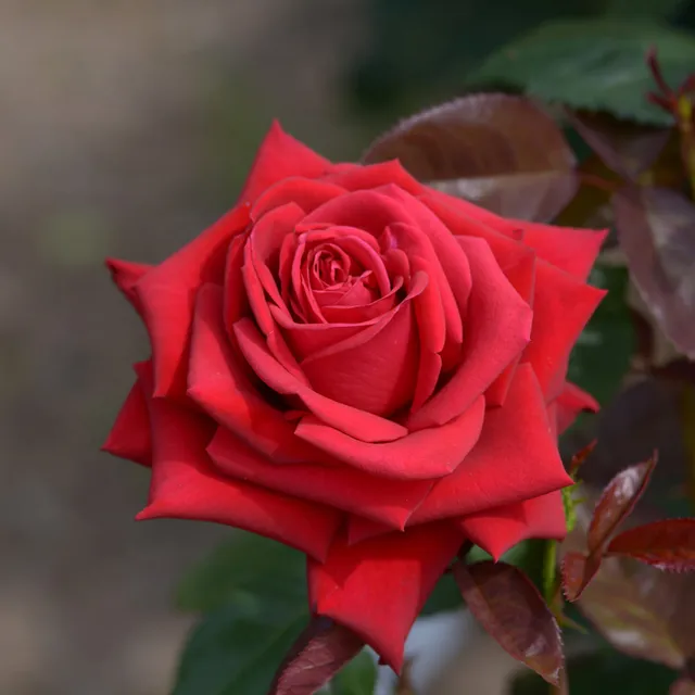 Bakker Rosier Grande Amore motte rouge buisson