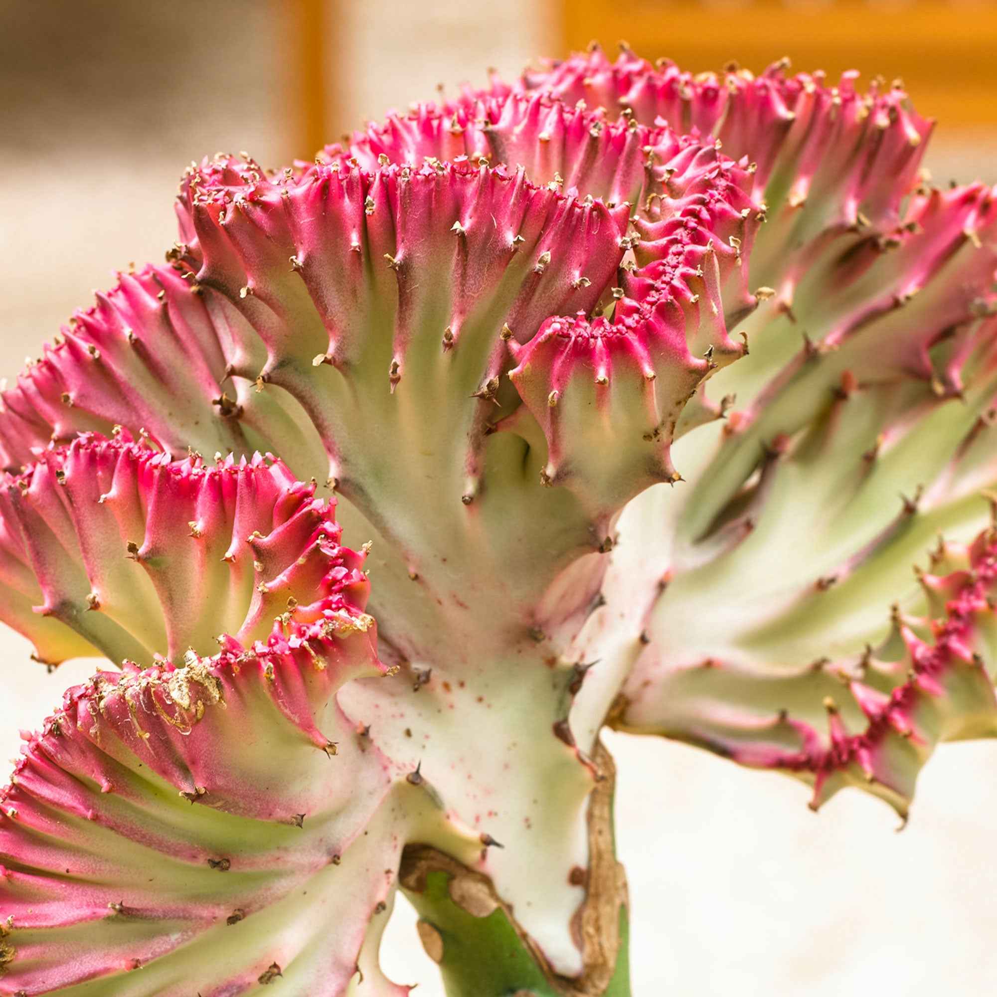 Bakker Euphorbe Cristata plante grasse pot 10,5cm 20-30cm