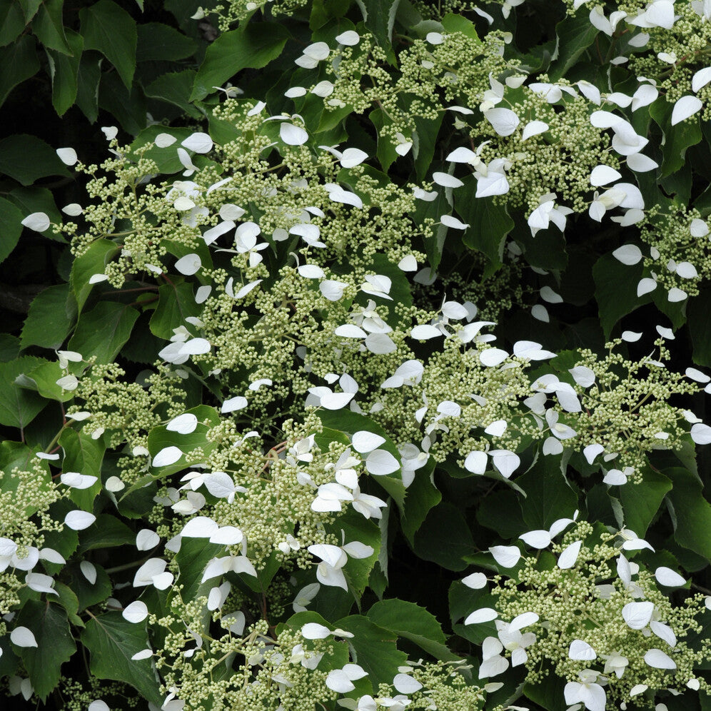 Bakker Hortensia grimpant Japon arbuste pot 1.5L blanc