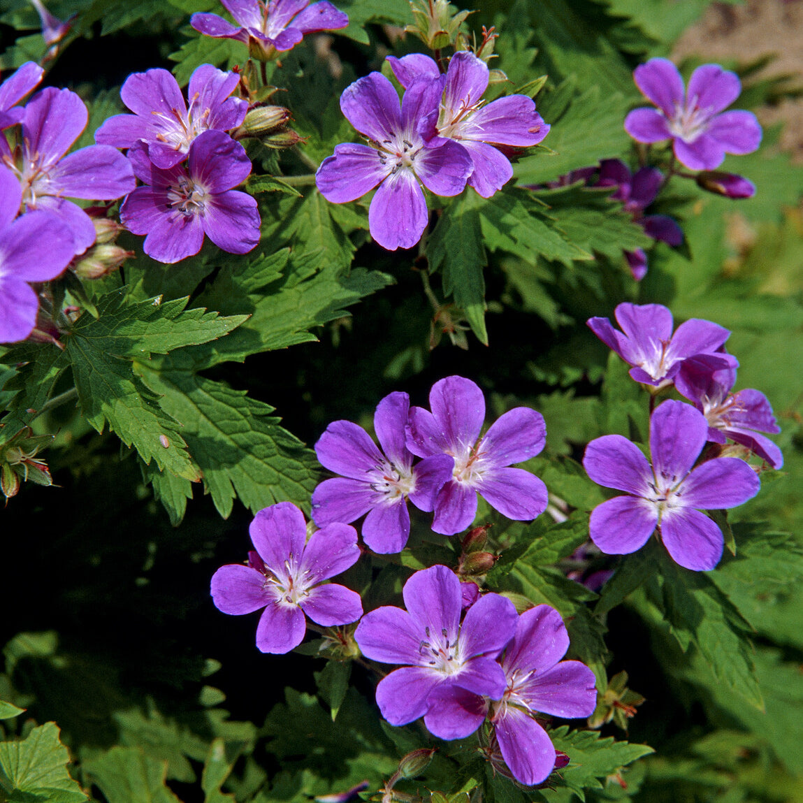 Bakker Géranium Mayflower vivace violet pot Ø 9cm