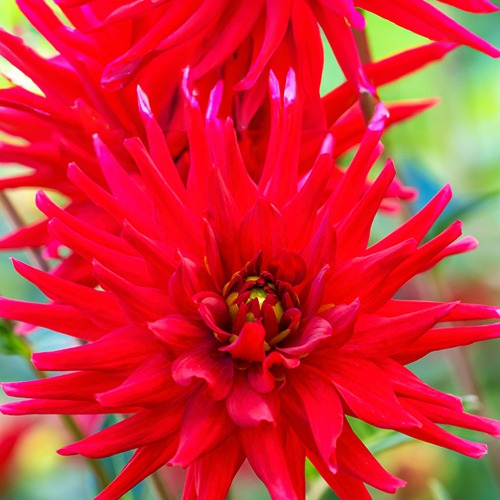 Bakker Red Pigmy dahlia cactus nain rouge 3 bulbes