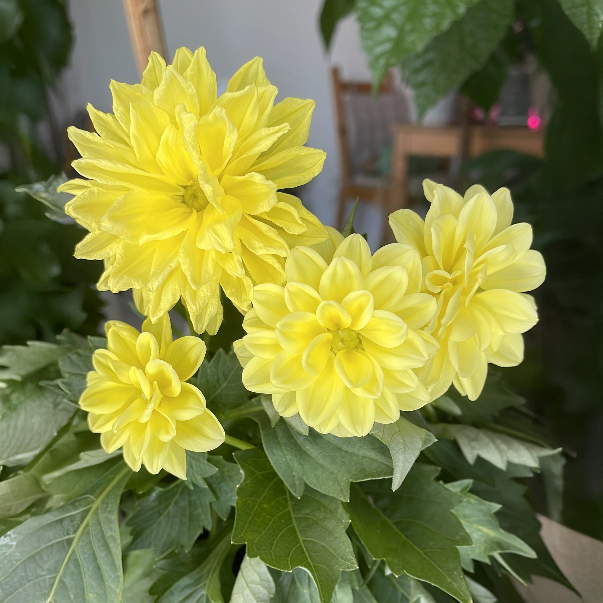 Bakker Dahlia jaune pot Ø10,5cm 120cm
