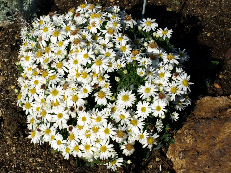 Passion Vivaces Aster dumosus Niobe fleur blanche godet compact