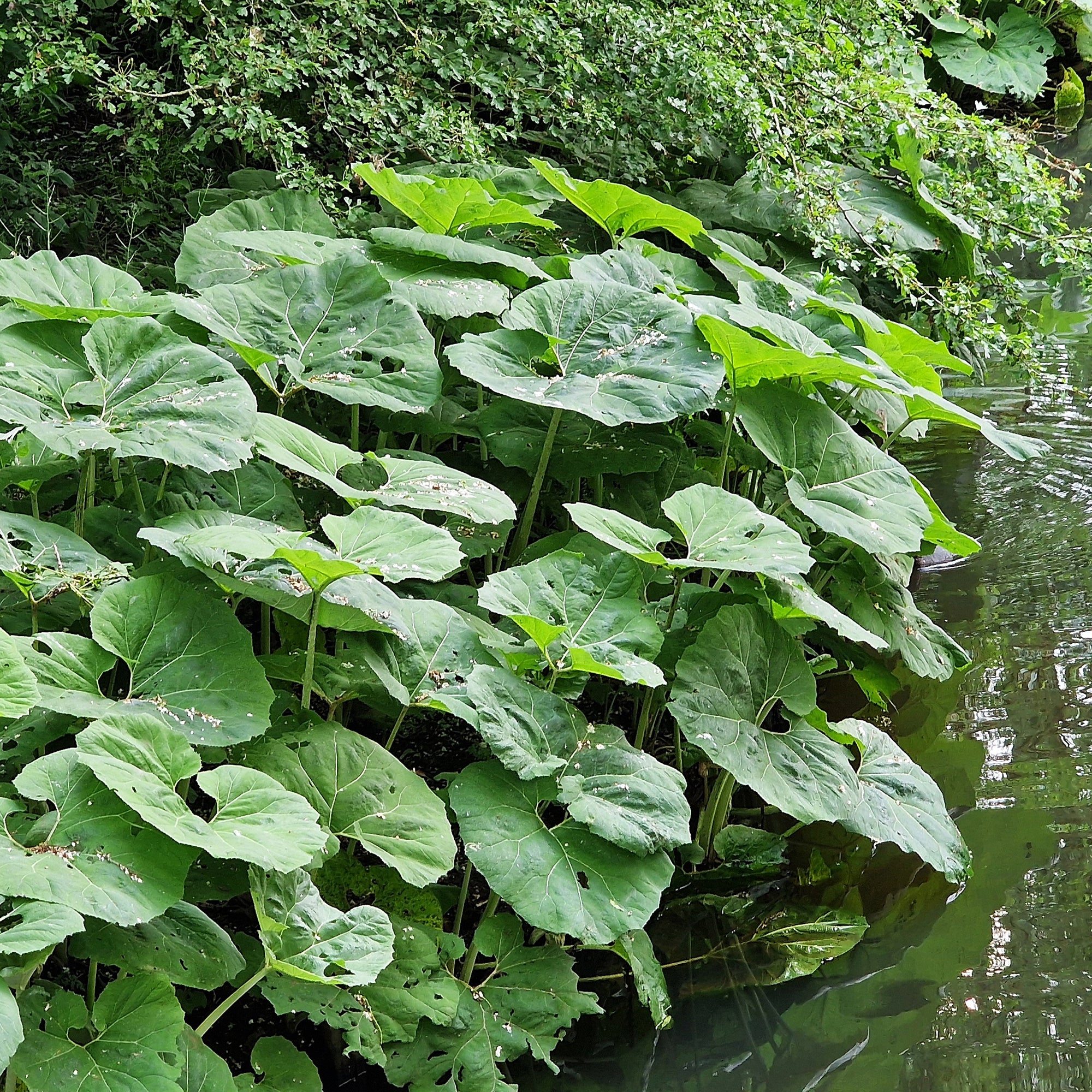 Bakker Plantes vivaces Grand pétasite feuilles géantes pot 9cm
