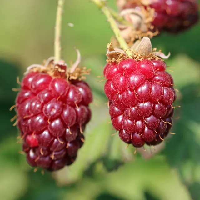 Bakker Fruitiers Mûre Loganbes hybride mûre-framboise pot 2L