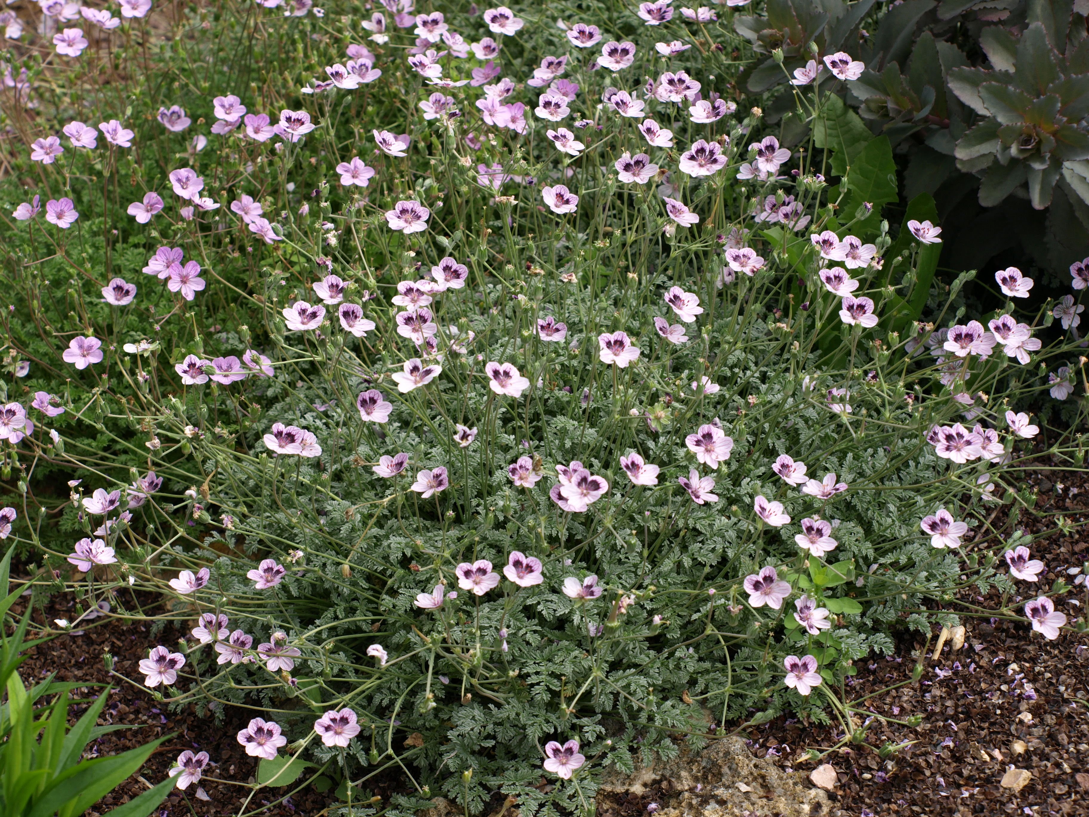 Passion Vivaces Erodium plante vivace pot 1L rocaille