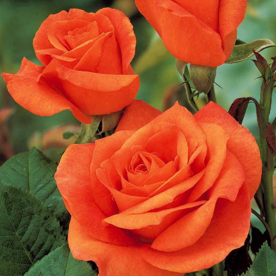 Bakker Doris Tysterman rosier buisson motte orange 90 cm