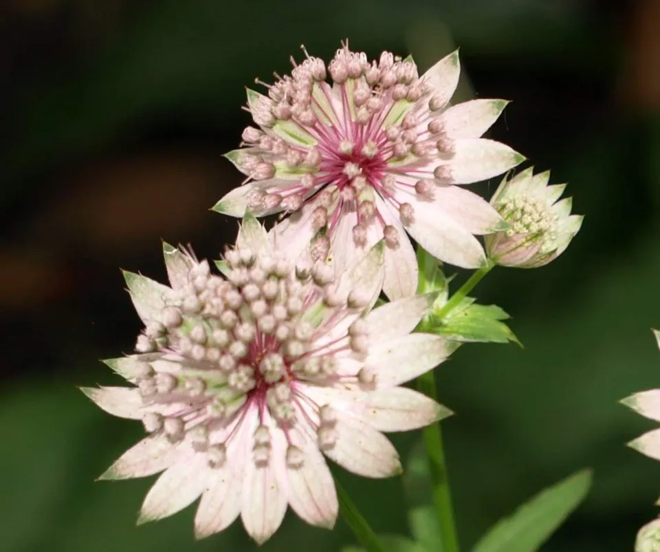 Passion Vivaces Astrantia Lola plante vivace rose godet