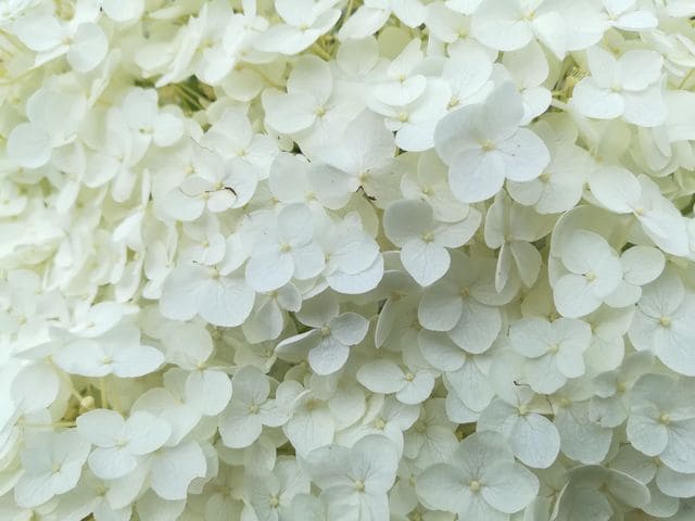 Les Hortensias du Haut Bois Annabelle hortensia blanc arborescent godet