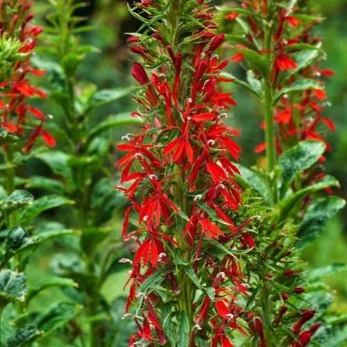 Bakker Lobélie cardinale plante de bassin pot 9cm rouge