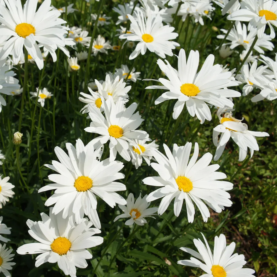 Bakker Marguerite d'été plante vivace Ø 9cm