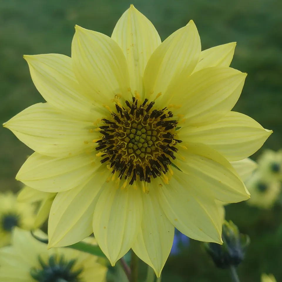 Passion Vivaces Helianthus Dorian Roxburgh plante vivace pot 1L jaune clair
