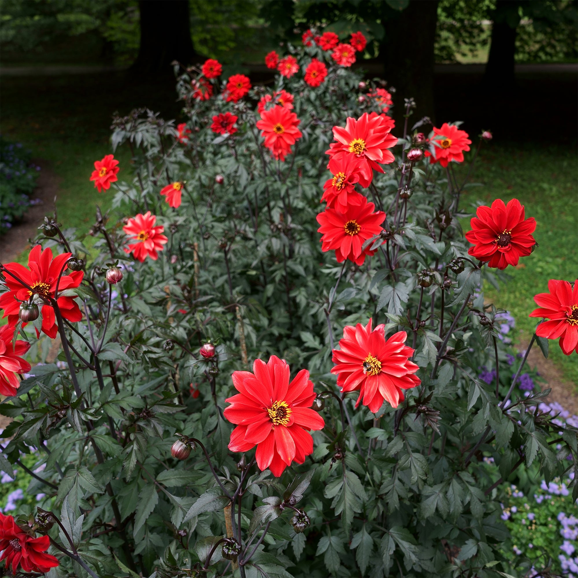 Bakker Dahlia Bishop of Llandaff bulbe calibre I rouge