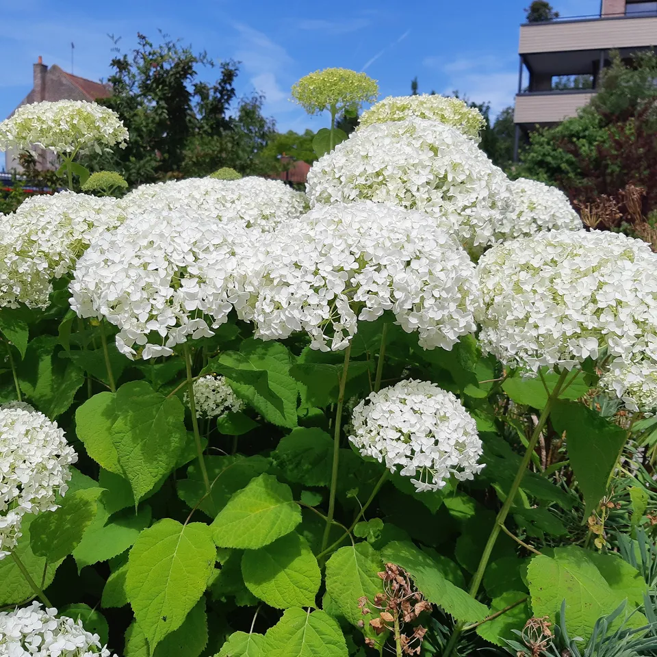 Bakker Strong Annabelle hortensia blanc pot 3L tiges rigides