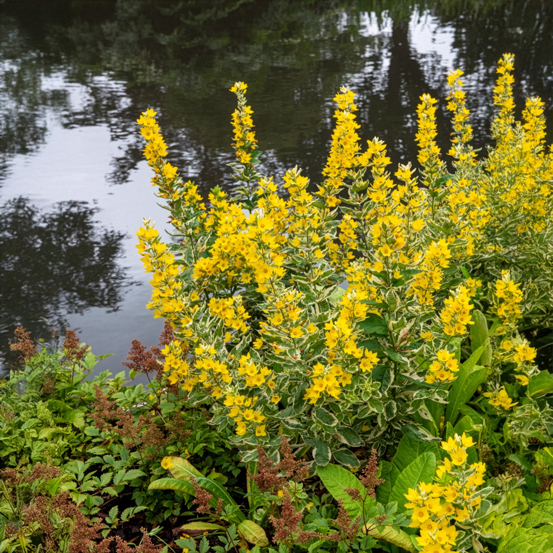 Bakker Plantes vivaces Lysimaque ponctuée Alexander plante jaune pot 9cm