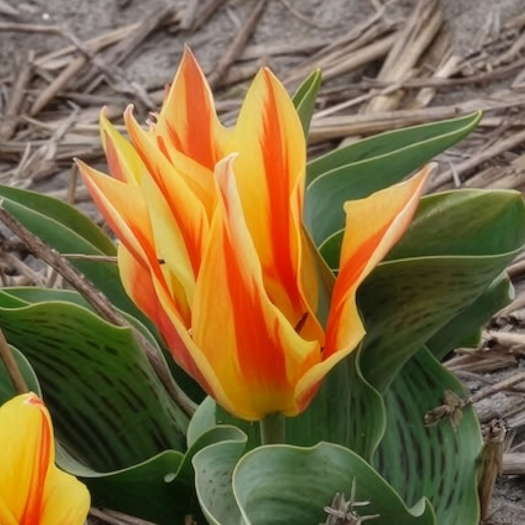 Bakker Winnipeg tulipe botanique sachet 10 bulbes rouge