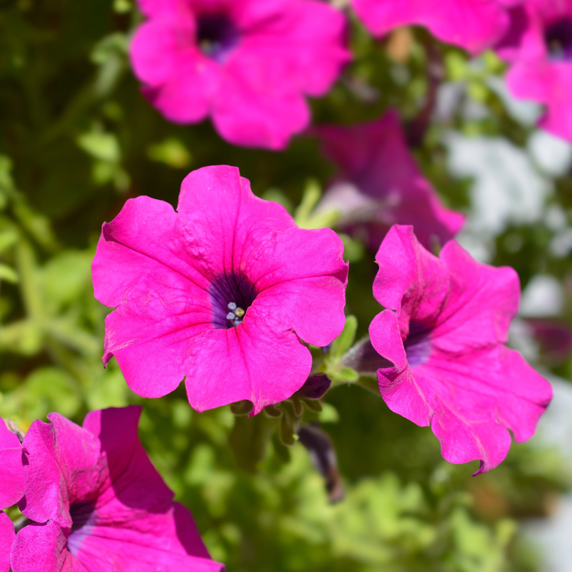 Bakker Surfinia rose plante balcon pot 10,5cm retombant