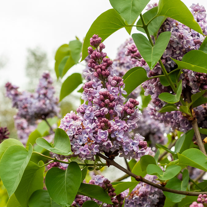 Bakker Lilas Belle de Nancy arbuste pot 1,3L mauve