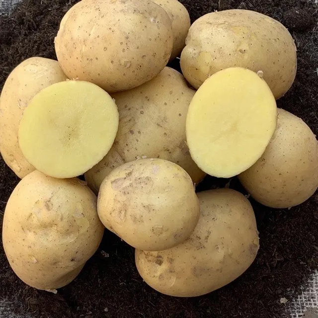 Bakker Pomme de terre Étincelle 25 plants fermes
