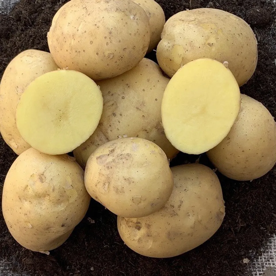 Bakker Pomme de terre Étincelle 25 plants fermes