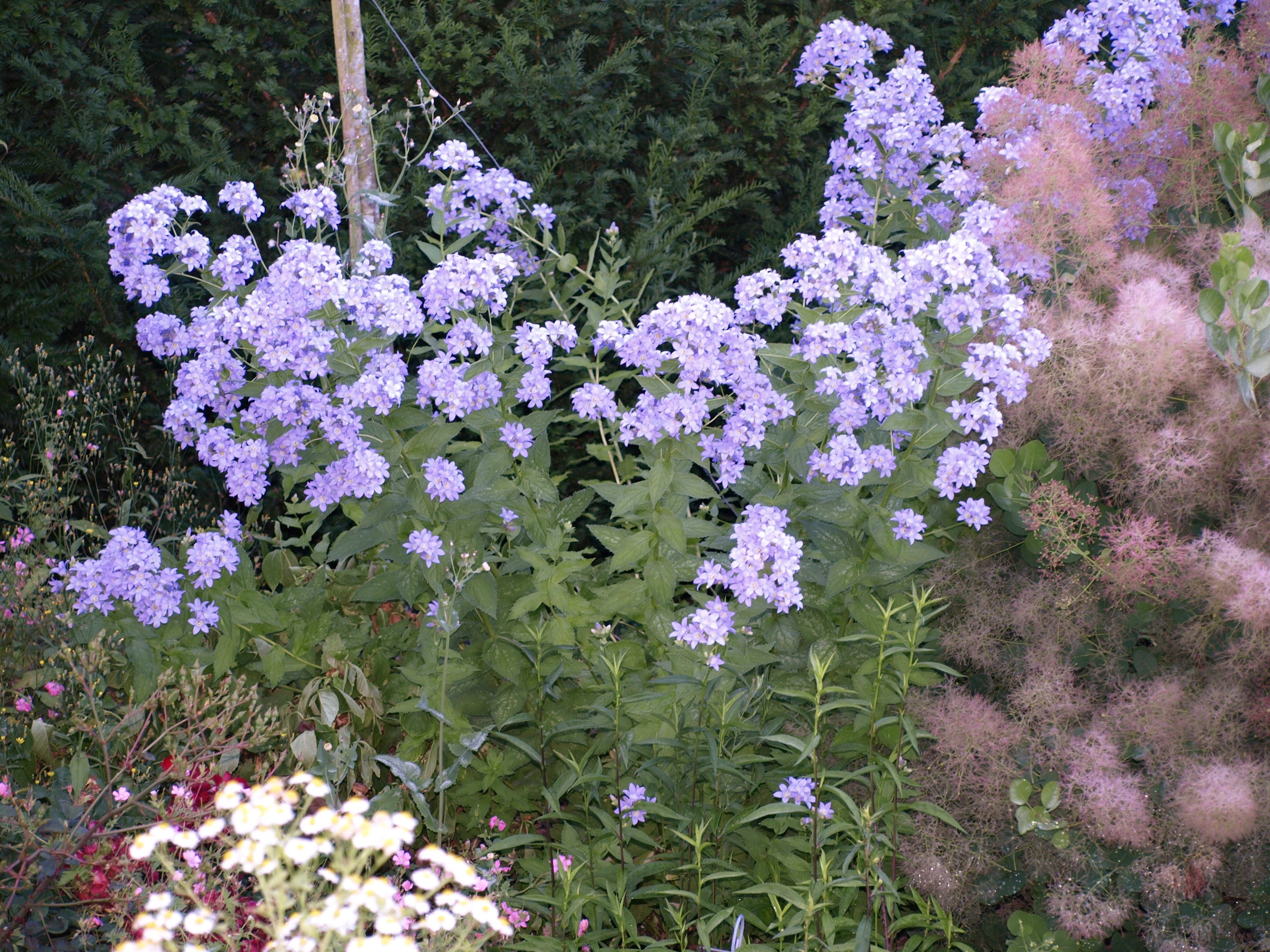 Passion Vivaces Campanula Prichard’s Variety campanule godet bleue