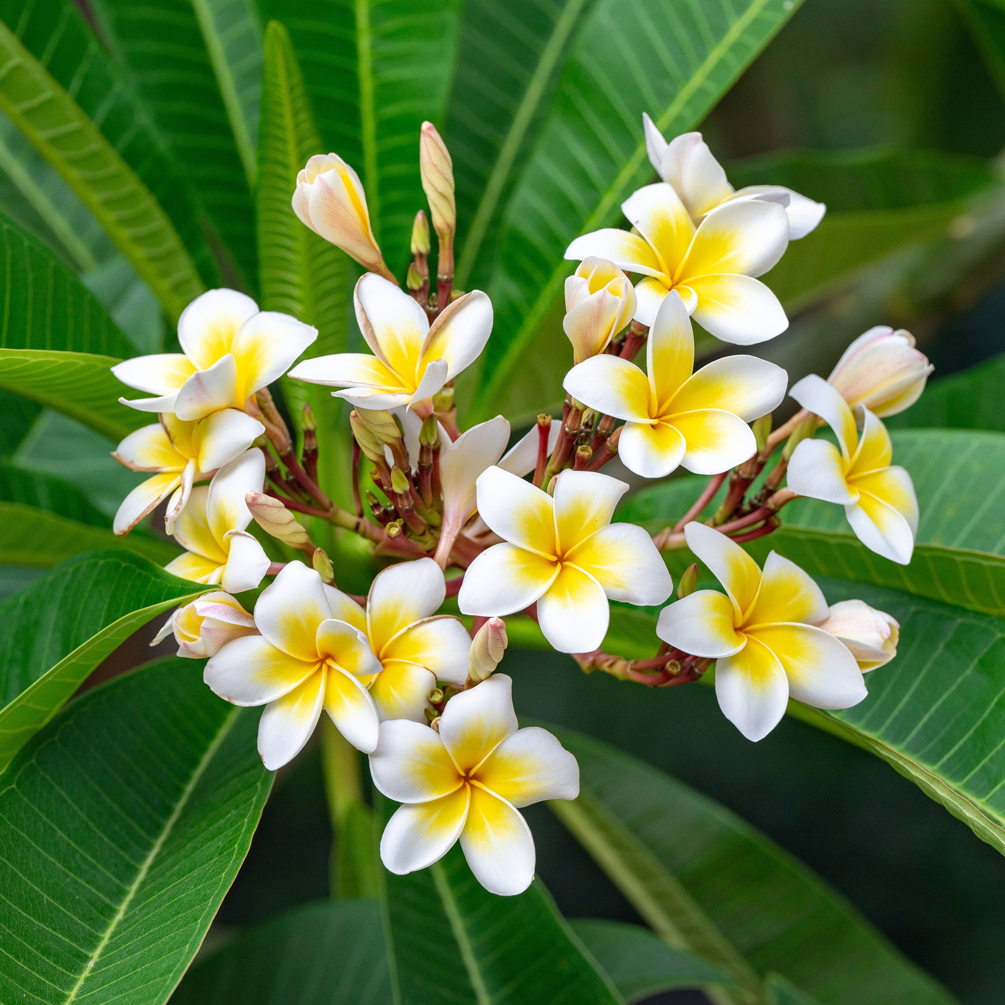 Bakker Frangipanier Plumeria alba pot 14cm fleurs parfumées