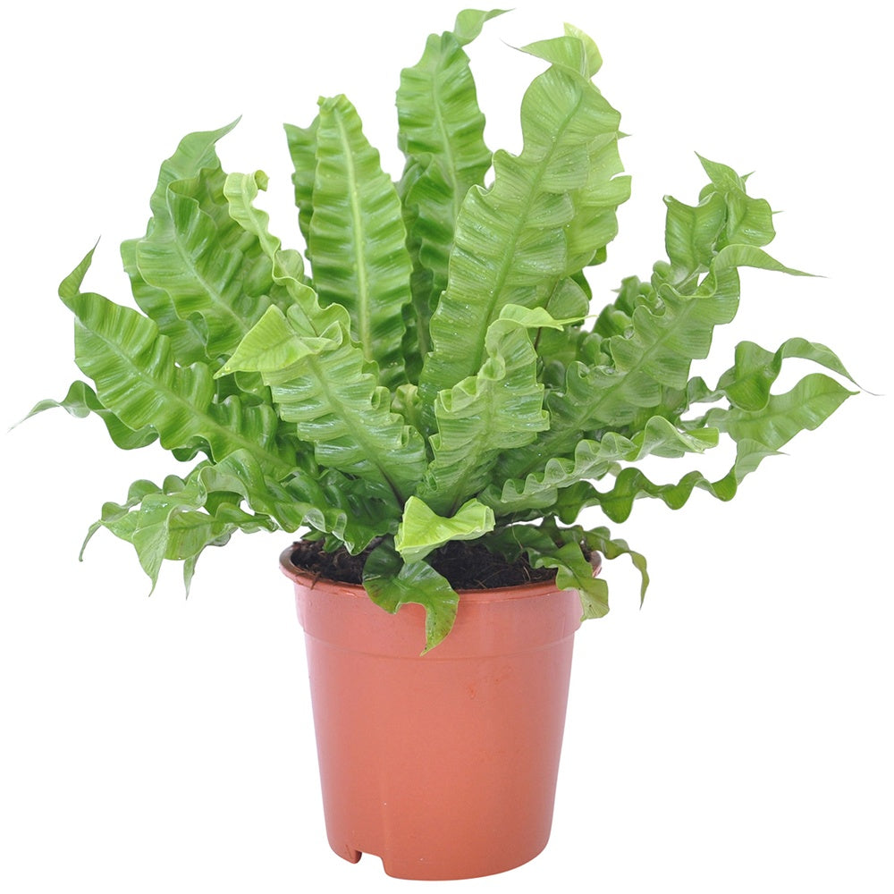 Bakker Asplenium Crispy Wave fougère intérieur pot Ø12cm