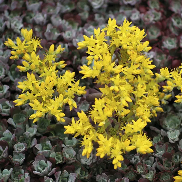 Bakker Plantes vivaces Sedum Purpureum orpin pot 9cm sec