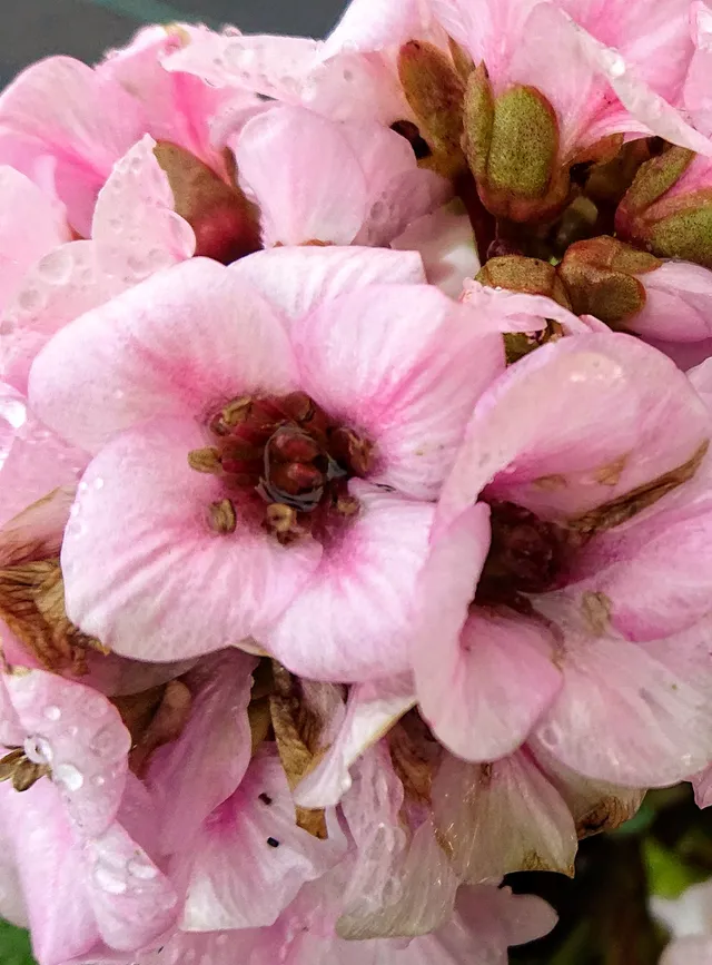 Passion Vivaces Bergenia Biedermeier plante vivace pot 1L rose