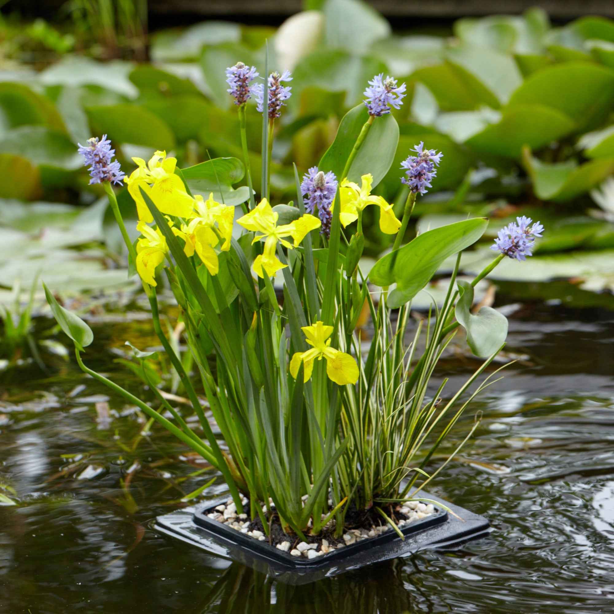 Bakker Anneau de flottaison plante bassin 25x25cm