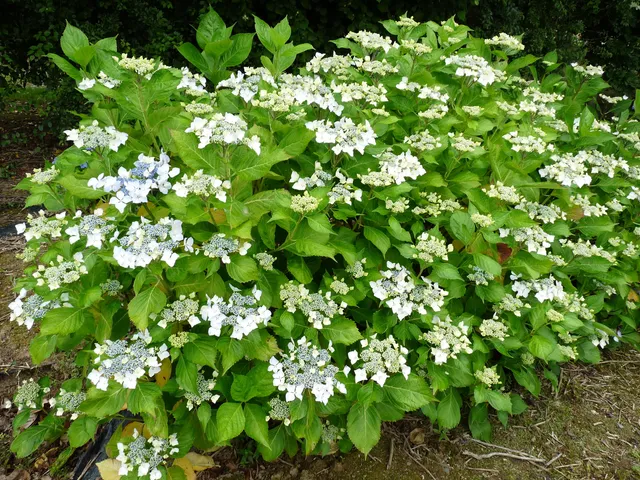 Les Hortensias du Haut Bois Beauté Vendômoise hortensia godet