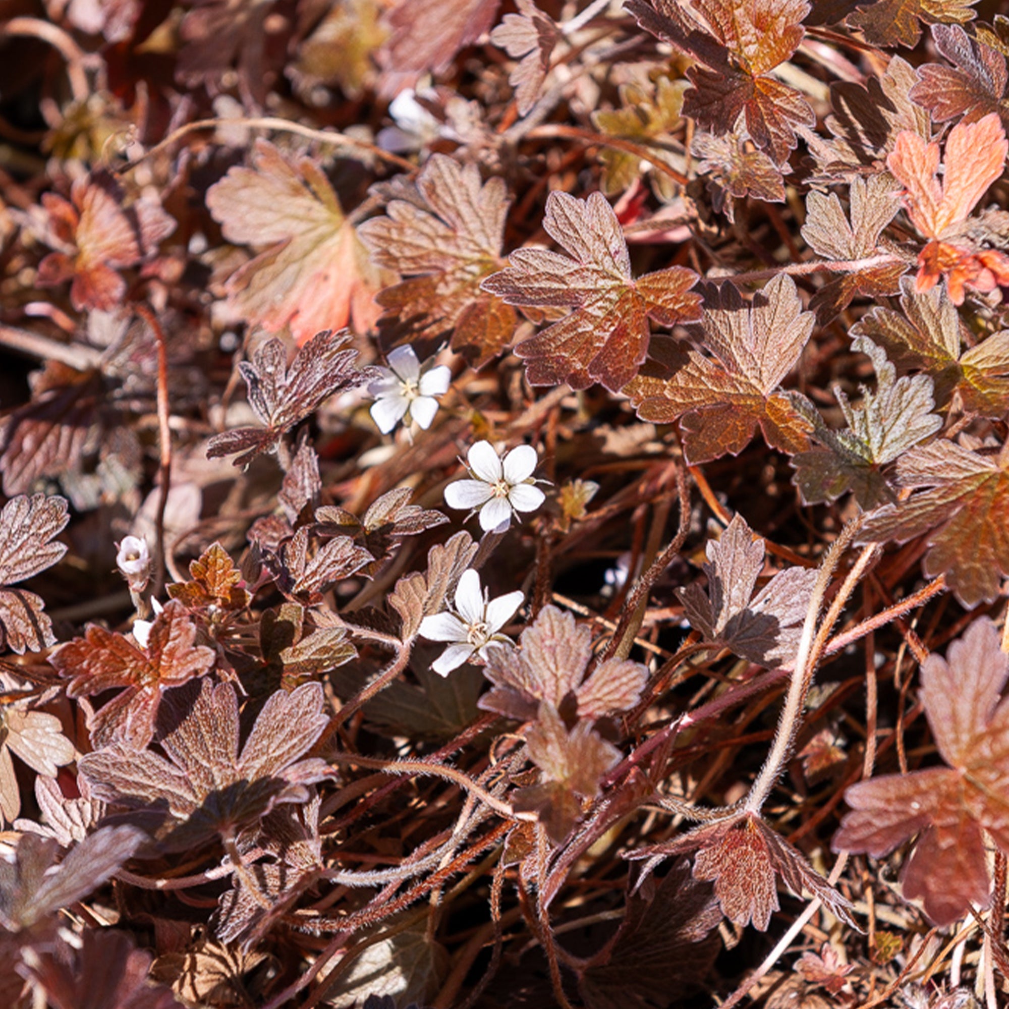 Bakker Sanne géranium vivace pot 8cm fleurs blanc rosé