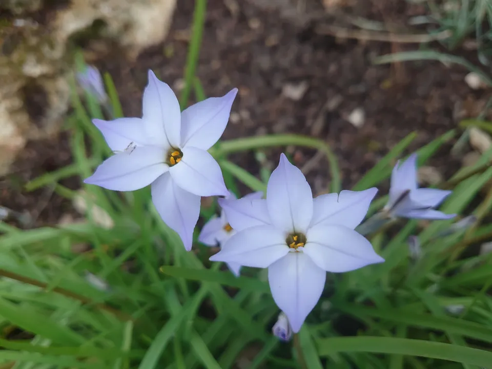 Passion Vivaces Ipheion uniflorum ‘Wisley Blue’ plante godet