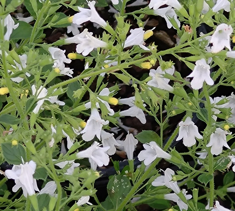 Passion Vivaces Calamintha White Cloud plante pot 1L