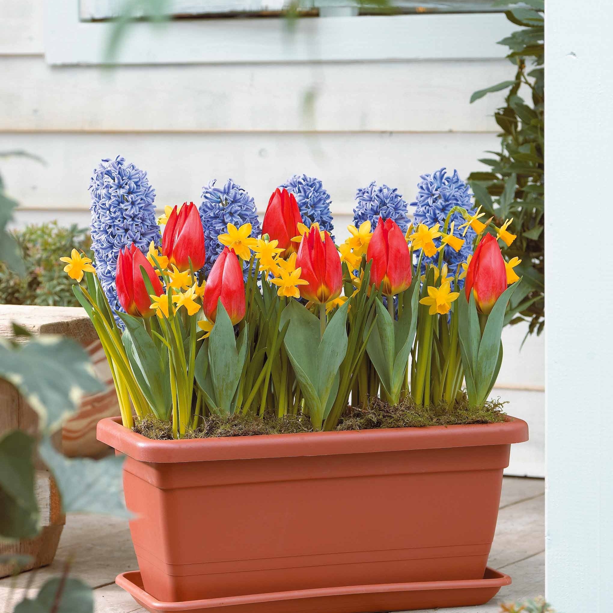 Bakker Printemps à la fenêtre 20 bulbes jacinthe narcisse