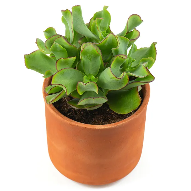 Bakker Curly Green crassula plante grasse pot 12cm