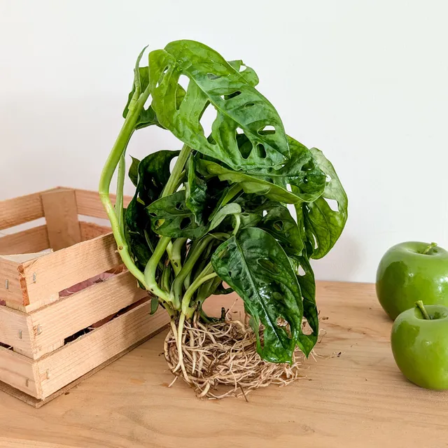 Bakker Monstera deliciosa plante intérieur 25-35cm trous