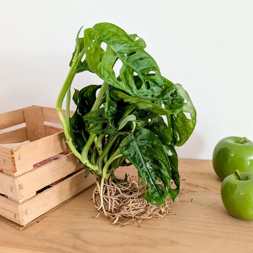Bakker Monstera deliciosa plante intérieur 25-35cm trous