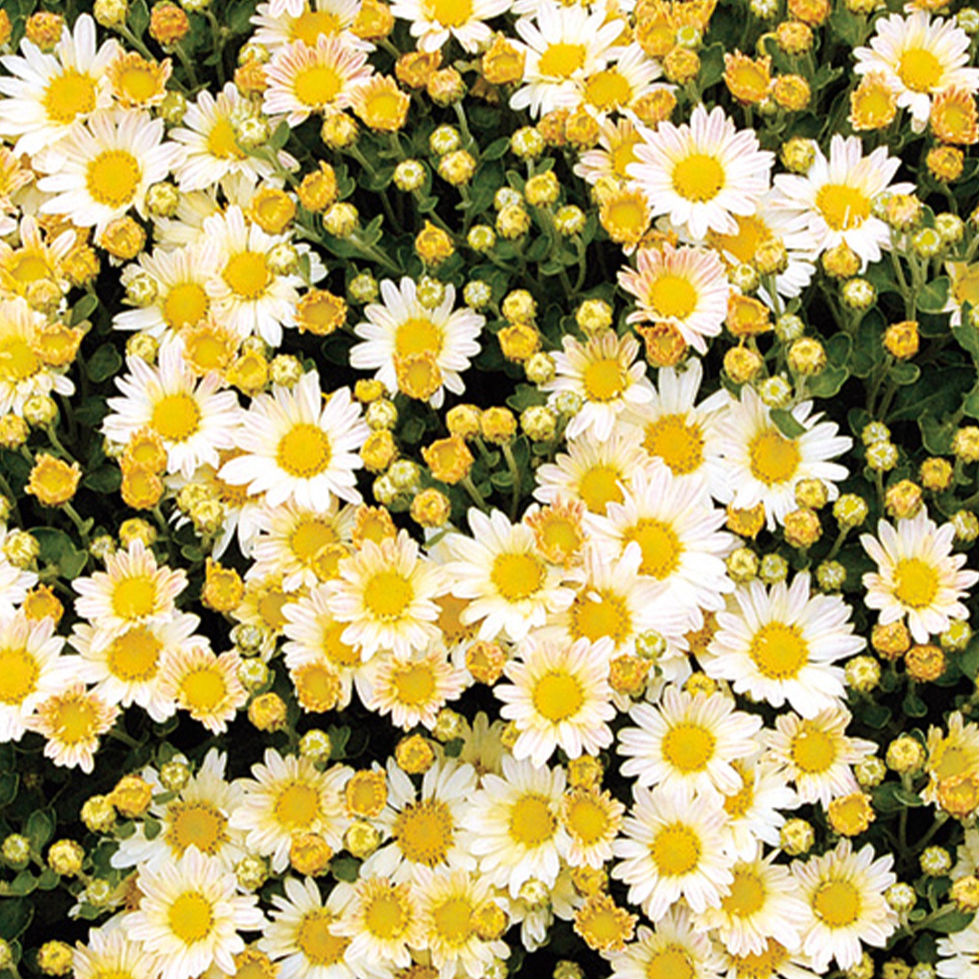 Bakker Chrysanthème Pacifique Bengo Weiss fleur blanche pot 8cm