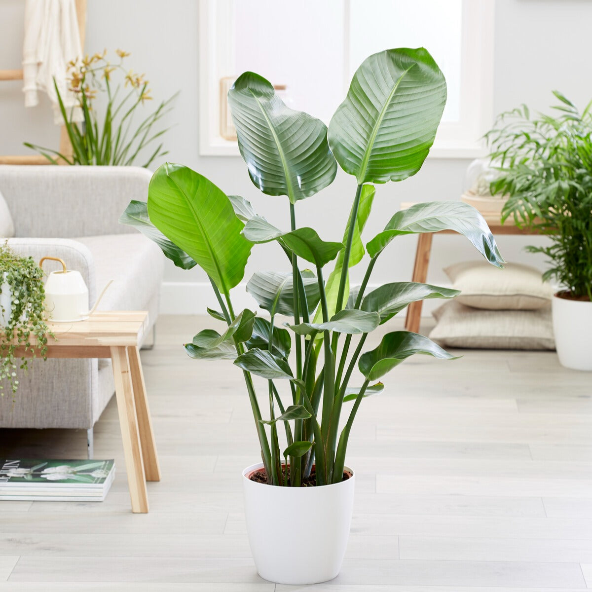 Bakker Strelitzia nicolai plante verte pot Ø19cm 75-100cm