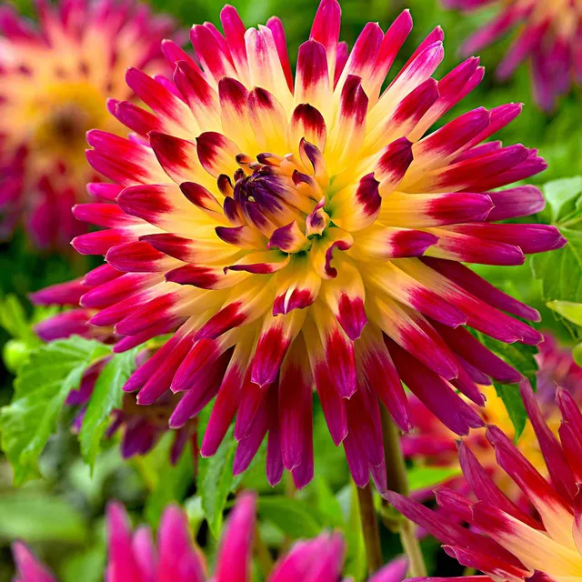 Bakker Dahlia Tahiti Sunrise cactus sachet 3 bulbes