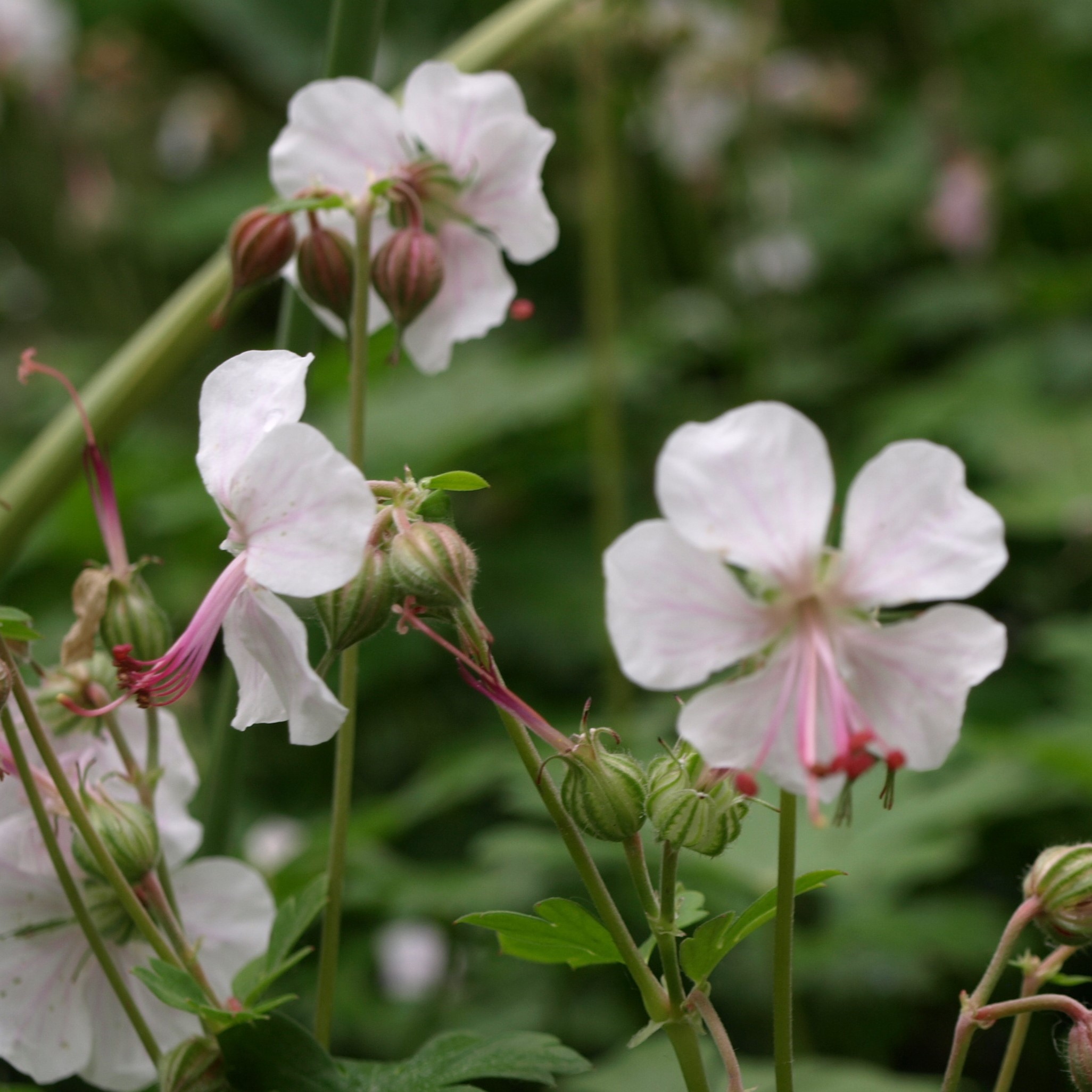 Passion Vivaces GERANIUM cantabrigiense Biokovo vivace godet blanc