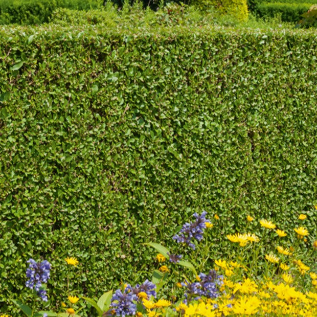 Bakker Californie Troène haie 5 racines nues 40-60cm vert