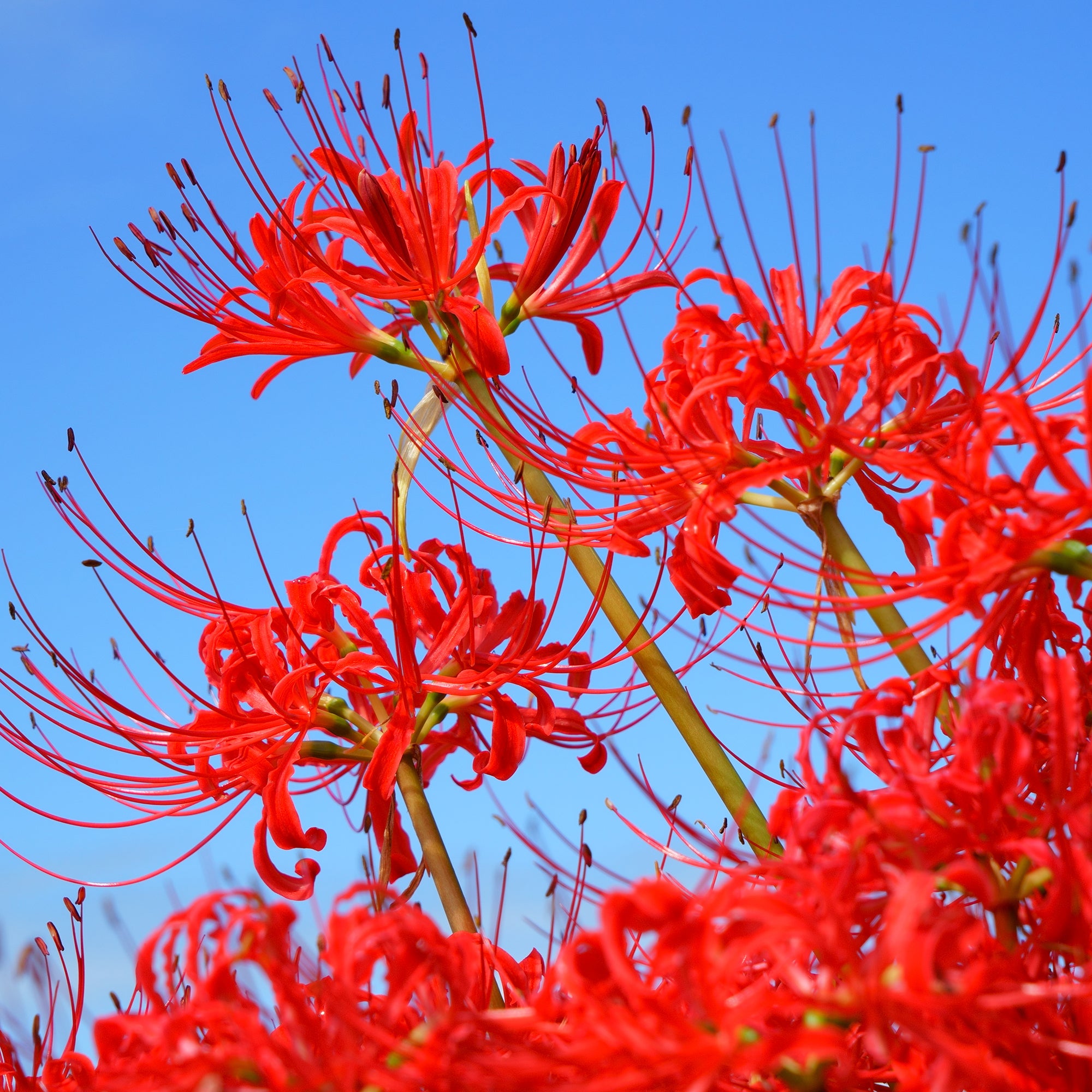Bakker Lis araignée rouge bulbes sachet 3 floraison automne